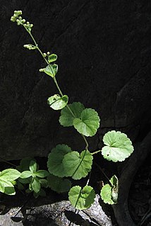 <i>Boykinia rotundifolia</i> species of plant