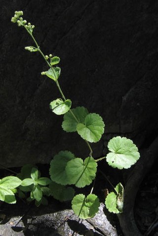 <i>Boykinia rotundifolia</i> Species of flowering plant