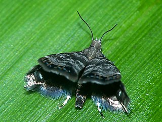<i>Brenthia catenata</i> Species of moth