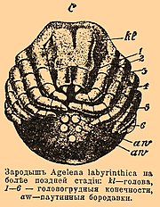 Зародыш Agelena labyrinthica на более поздней стадии: kl — голова, 1—6 — головогрудные конечности, aw — паутинные бородавки.