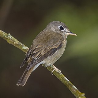 Brown-breasted flycatcher Species of bird