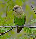Thumbnail for Brown-headed parrot