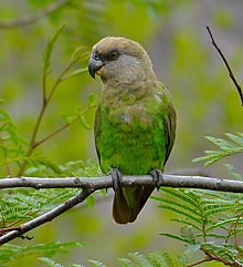 Coklat berkepala burung Beo (Poicephalus cryptoxanthus) (11688869593).jpg