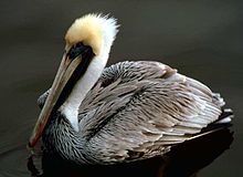 Brown pelican Brown Pelican.jpg