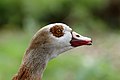 Čeština: Hlava kachny u rybníka v parku Zoniënwoud, Brusel, Belgie English: A duck head near a pond in Zoniënwoud Forest, Brussels, Belgium