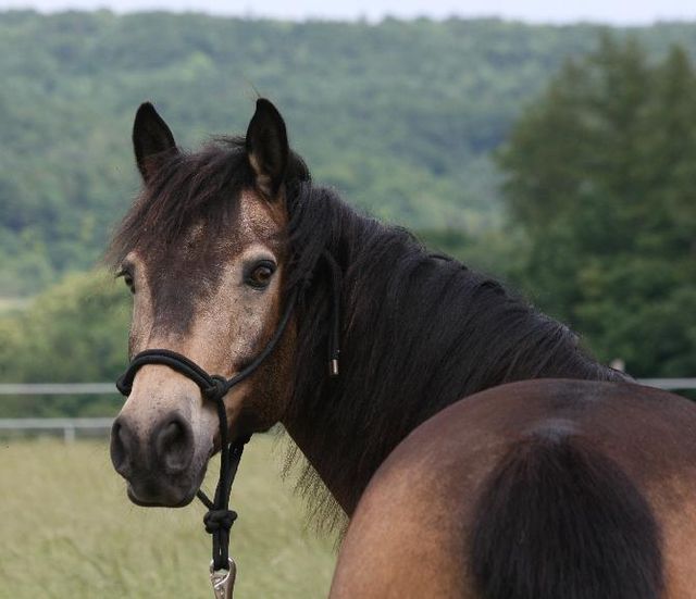 sooty buckskin quarter horse