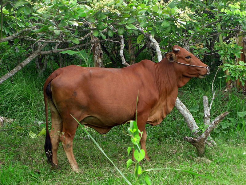 File:Buffalo in Vietnam.jpg