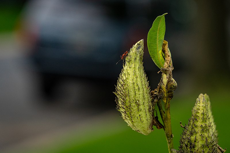 File:Bug Chilling on Some Sort of Spiky Plant (44647865482).jpg