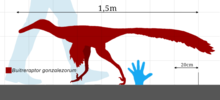 Size compared to a human Buitreraptor gonzalezorum size chart.png