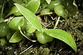 Bulbophyllum physometrum