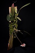 Bulbophyllum sp. Cirrhopetalum type (42928587355).jpg