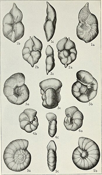 File:Bulletin - United States National Museum (1931) (20320826798).jpg