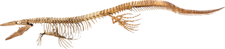 Skeleton of Tylosaurus proriger from the Academy of Natural Sciences in Philadelphia