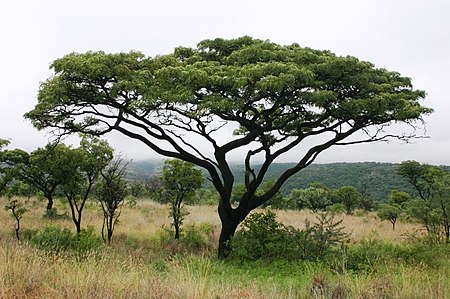 Burkea