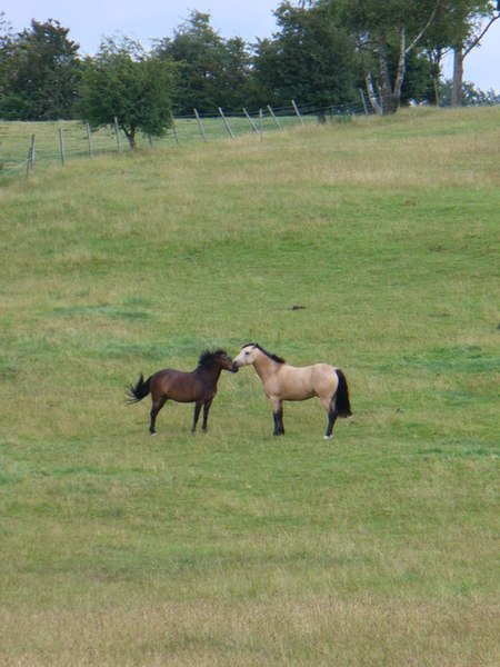File:By Wix Hill Stud - geograph.org.uk - 907898.jpg