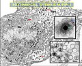 Vignette pour Alloherpesviridae