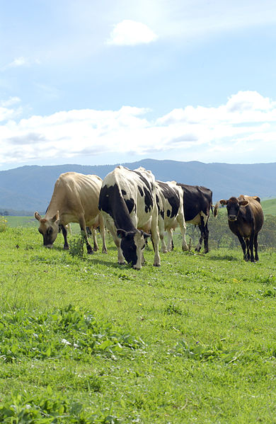 File:CSIRO ScienceImage 3253 Dairy cattle.jpg