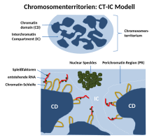 CT-IC model of a chromosome territory