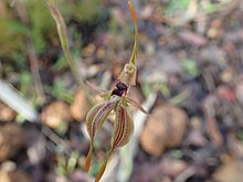 Caladenia plicata 02.jpg