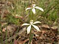 Caladenia ustulata Australia - Black Mountain