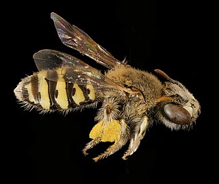 Calliopsini Tribe of bees