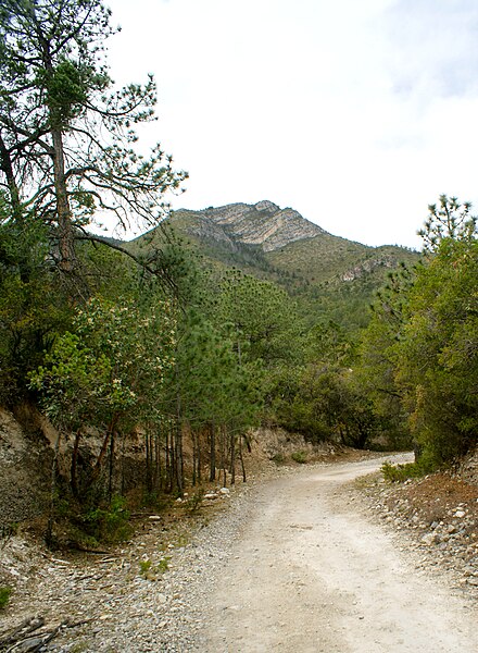 File:Camino del Ejido Diamante, A las antenas del Camino del Cuatro, Saltillo Coahuila - panoramio (1).jpg