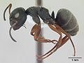 Miniatura para Camponotus brasiliensis