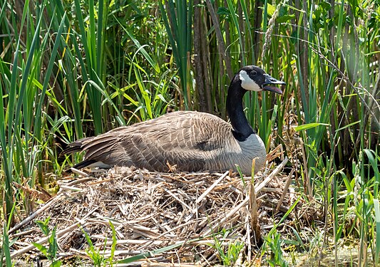 Canada goose on a nest in the Montezuma NWR