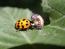 An inactive prepupa Asian ladybeetle autohaemorrhaging, resulting from cannibalism by an adult of the same species. Canibalism - Reflex bleeding (2106637702).jpg