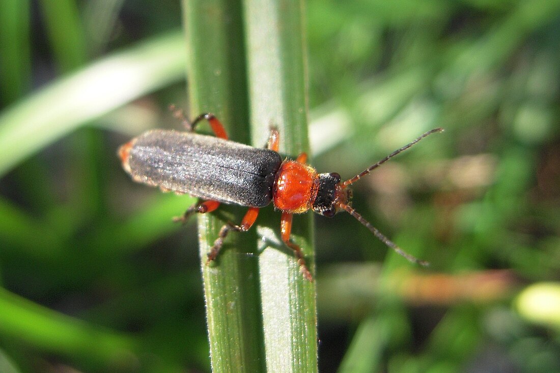 Cantharis pellucida