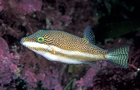 Canthigaster_callisterna_ (Clown_toado) .jpg resminin açıklaması.