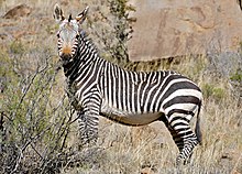 The Cape Mountain Zebra, the species for which the reserve was originally created Cape Mountain Zebra (Equus zebra zebra) (32549960485).jpg