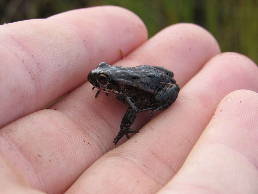 Cape mountain toad