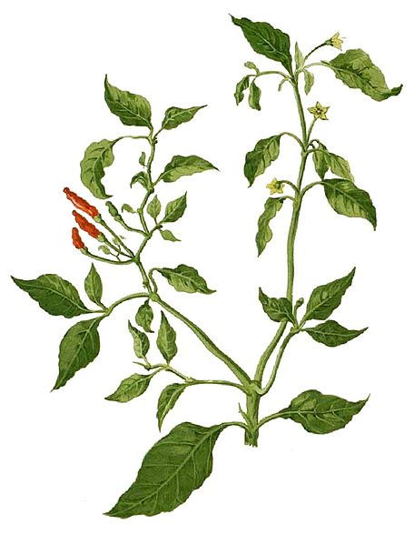 File:Capsicum minimum Blanco1.47-cropped.jpg