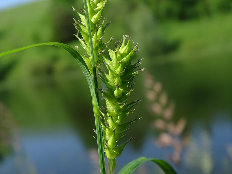 File:Carex atherodes 42831619.jpg