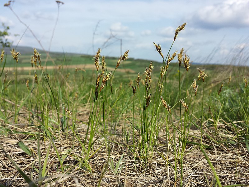 File:Carex praecox sl9.jpg