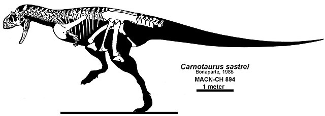 Illustration of the known material of Carnotaurus