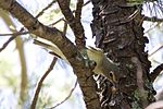 Thumbnail for File:Cassin's Vireo - Cave Creek - AZ - 2015-08-26at11-14-291 (21646636061).jpg