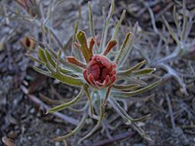 Castillejaarachnoidea.jpg