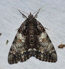Catocala palaeogama (Oldwife Underwing Moth) (14593430586).jpg