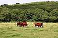 Cattle in the Fal Valley - geograph.org.uk - 228786.jpg