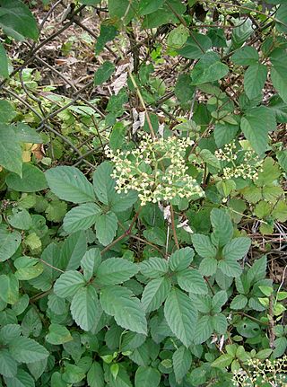 <i>Causonis japonica</i> Species of vine