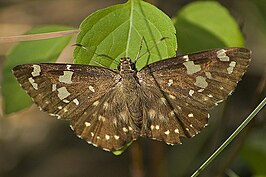 Celaenorrhinus ambareesa