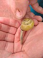 Unkown yellox snail 2.jpg