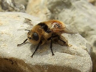 Botfly Parasitic insect