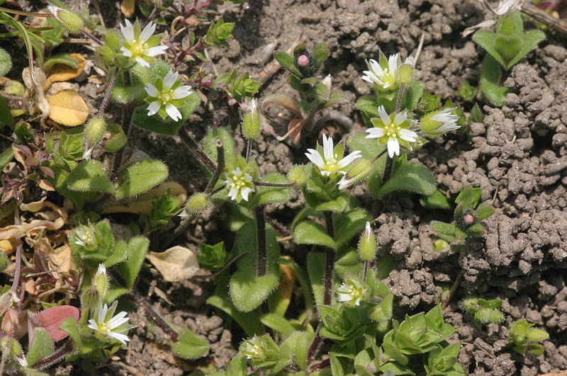 File:Cerastium semidecandrum (Sand-Hornkraut) IMG 36871.JPG