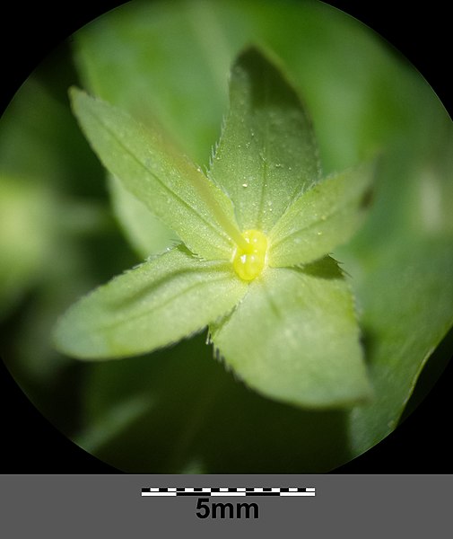 File:Cerinthe minor (subsp. minor) sl7.jpg