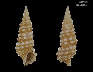 Cerithium balletoni.jpg