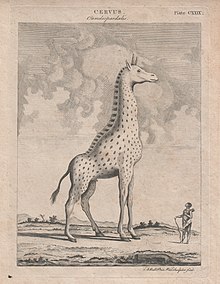 Giraffe bi Andrew Bell