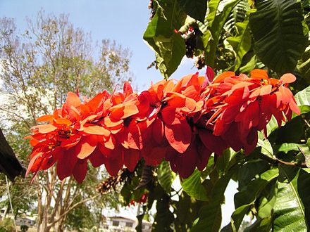 The Chaconia (Warszewiczia coccinea) is the national flower of Trinidad and Tobago